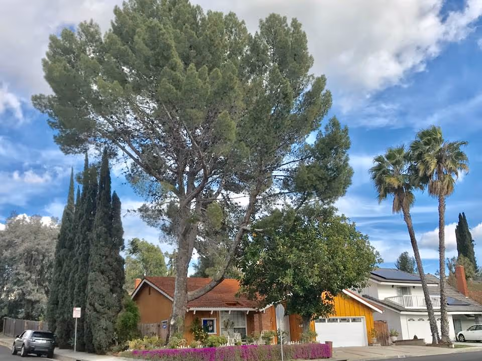 A residential street view showing a single-story house with a red roof and a yellow garage door, surrounded by tall trees including pine and palm trees, under a partly cloudy blue sky.