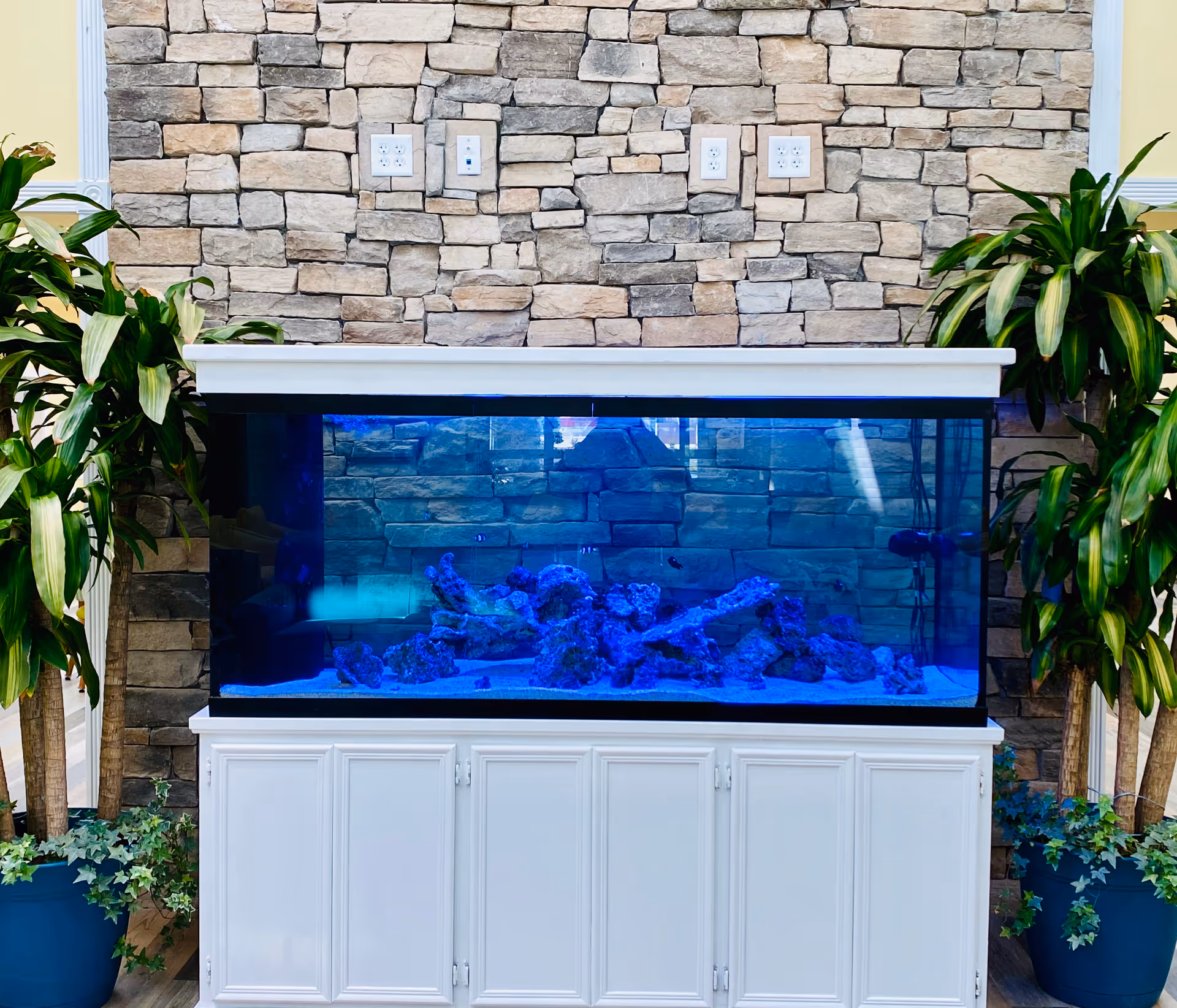 A large aquarium with blue lighting and decorative rocks inside, set against a stone wall. The aquarium is housed in a white cabinet with multiple doors. On either side of the aquarium are tall green potted plants with broad leaves.