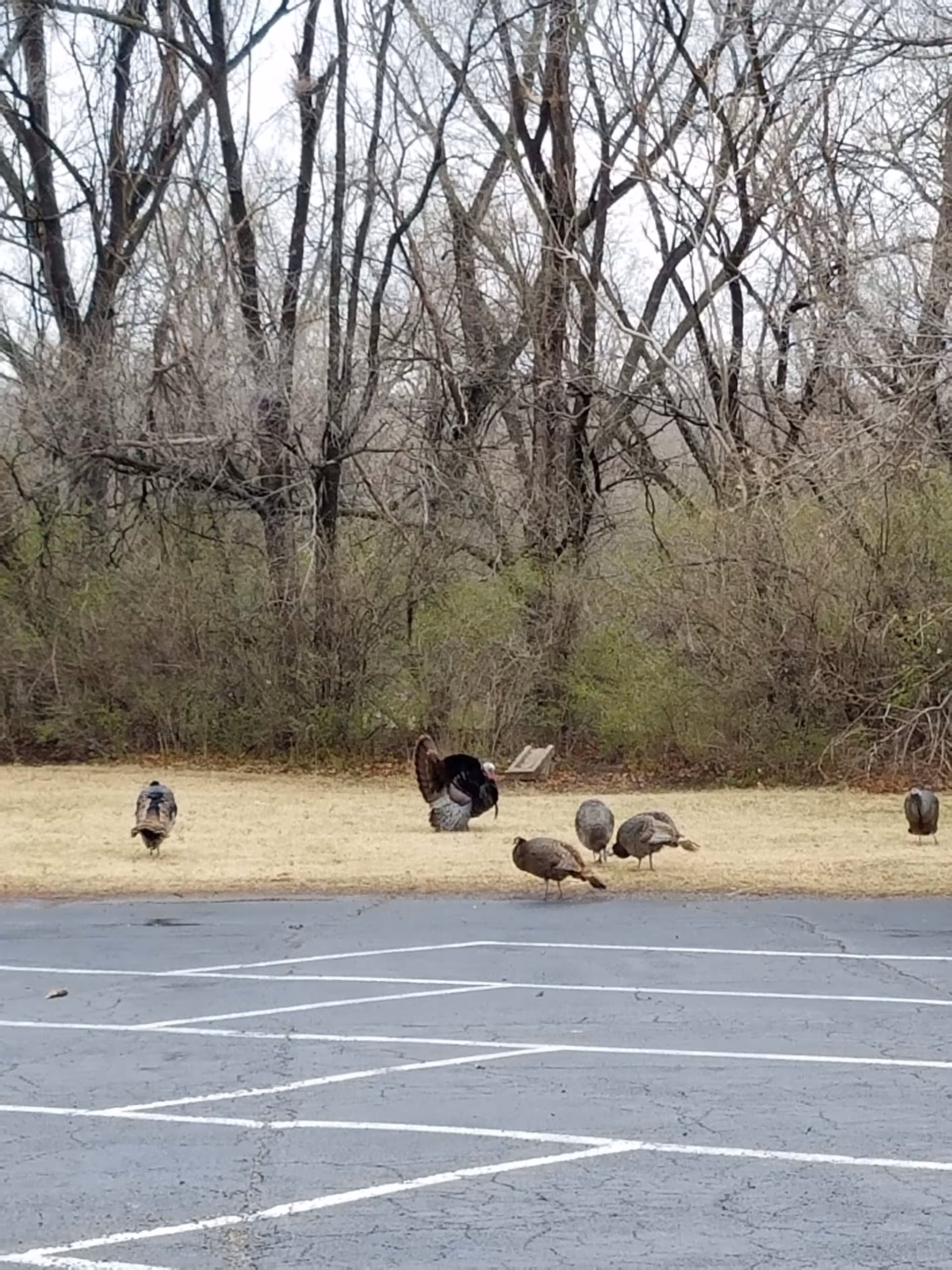 A group of wild turkeys standing and foraging on a grassy area next to a paved parking lot with white painted lines. In the background, there are leafless trees and dense bushes.