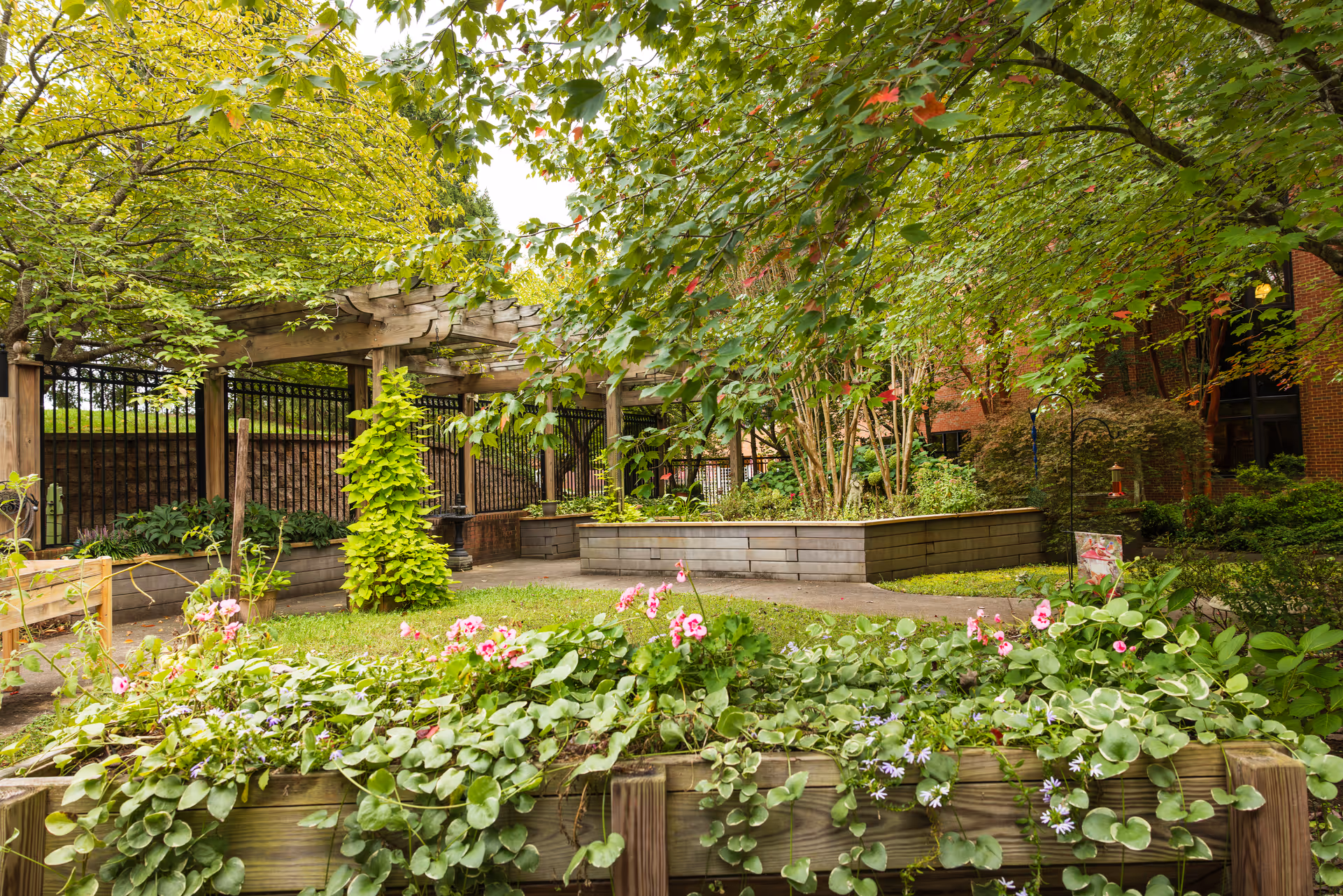 A lush outdoor garden area with raised wooden flower beds filled with green plants and pink flowers. There is a wooden pergola structure with black metal fencing behind it, surrounded by trees with green leaves and a brick building partially visible in the background.