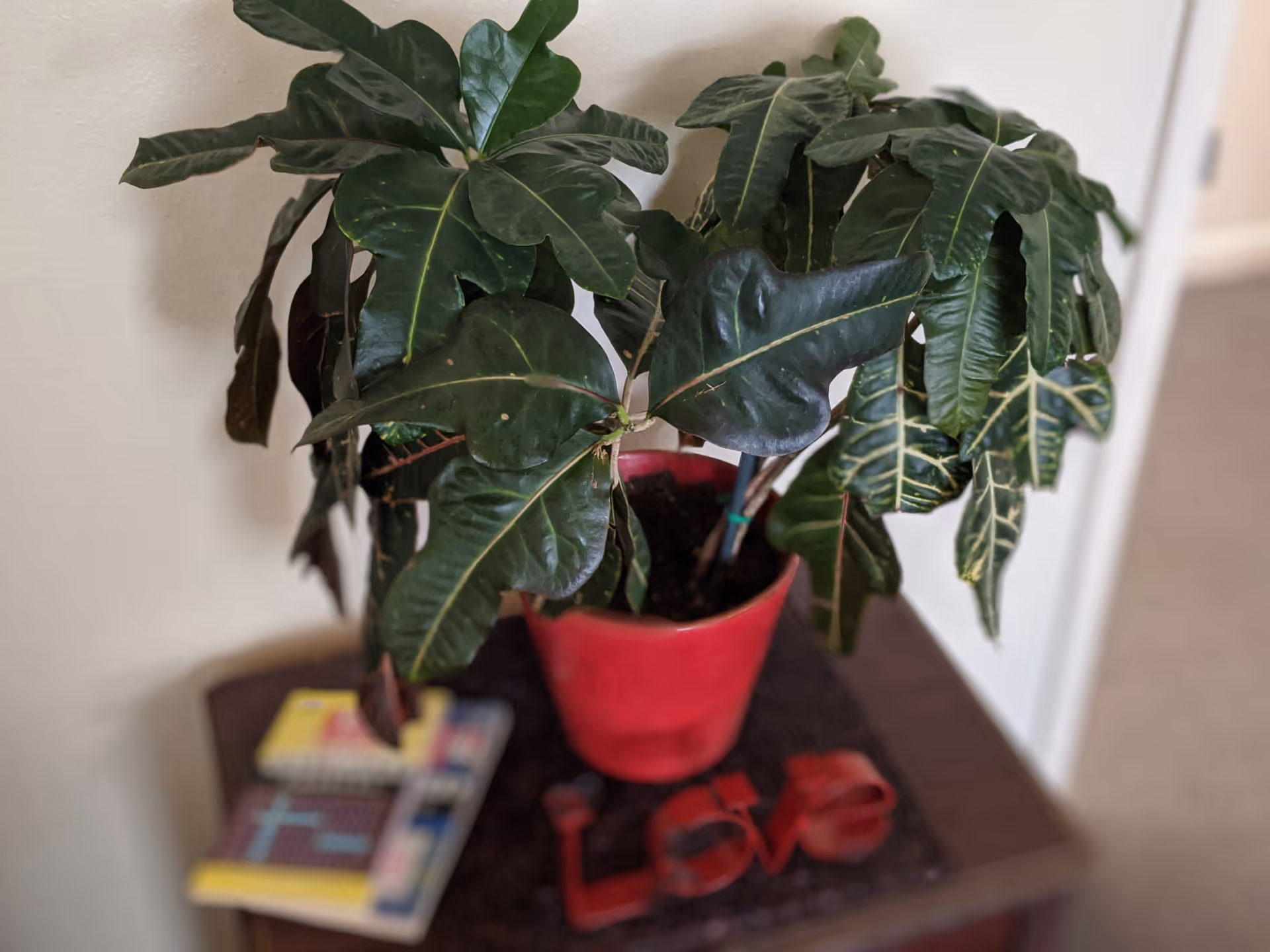 Green houseplant in a red pot sitting on a small table with books and a red 'LOVE' decoration.