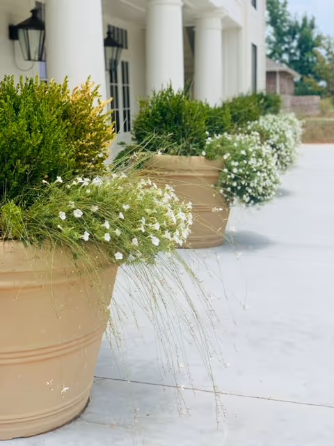 Row of large beige planters filled with green shrubs and white flowers lining the front entrance of a building with white columns.