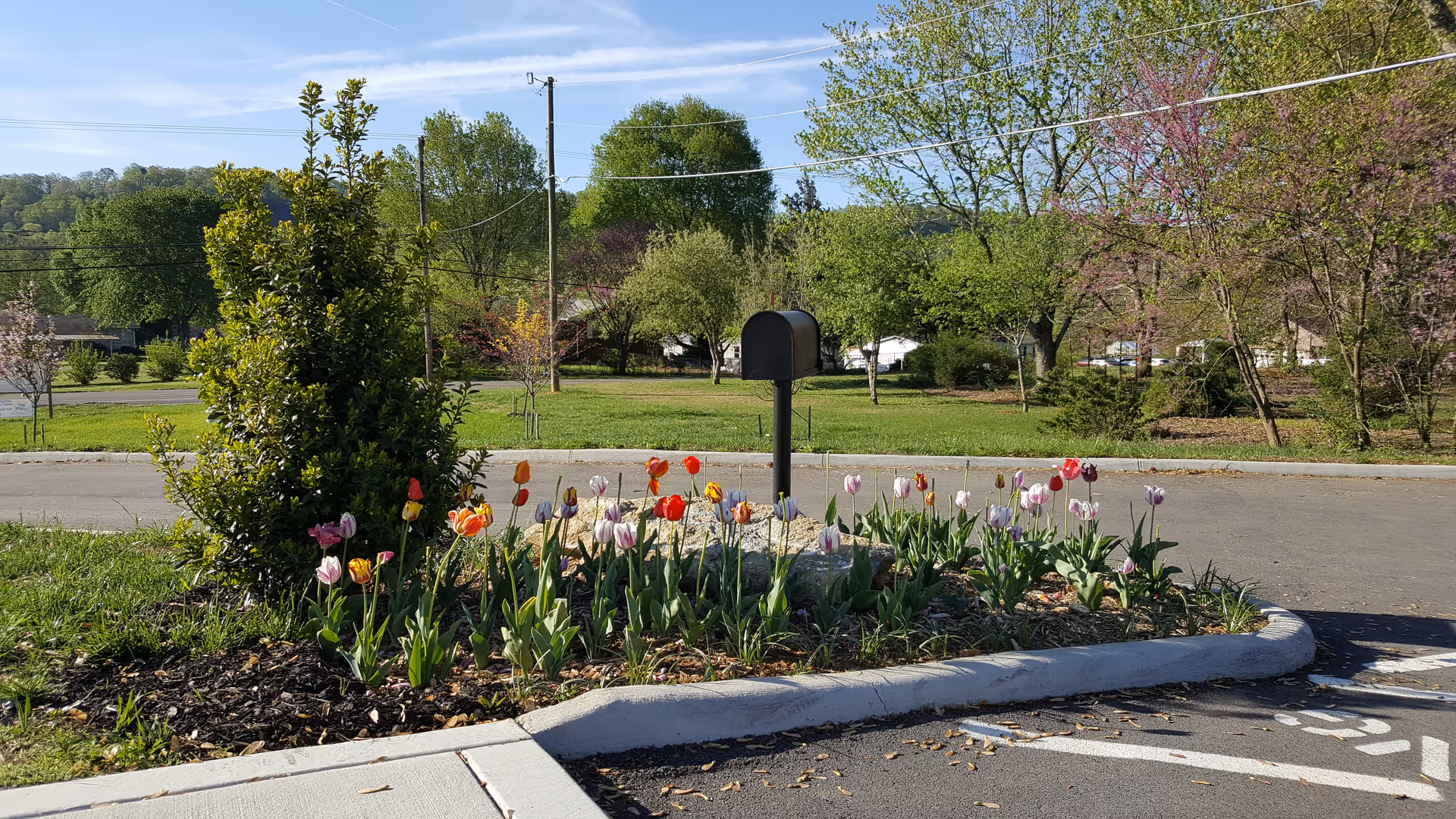 A landscaped area with a variety of colorful tulips and a small green shrub surrounding a black mailbox, set against a backdrop of trees and a clear blue sky near a paved road.
