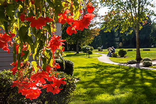 Manicured garden with red flowers in foreground and curved path in sunny outdoor courtyard.