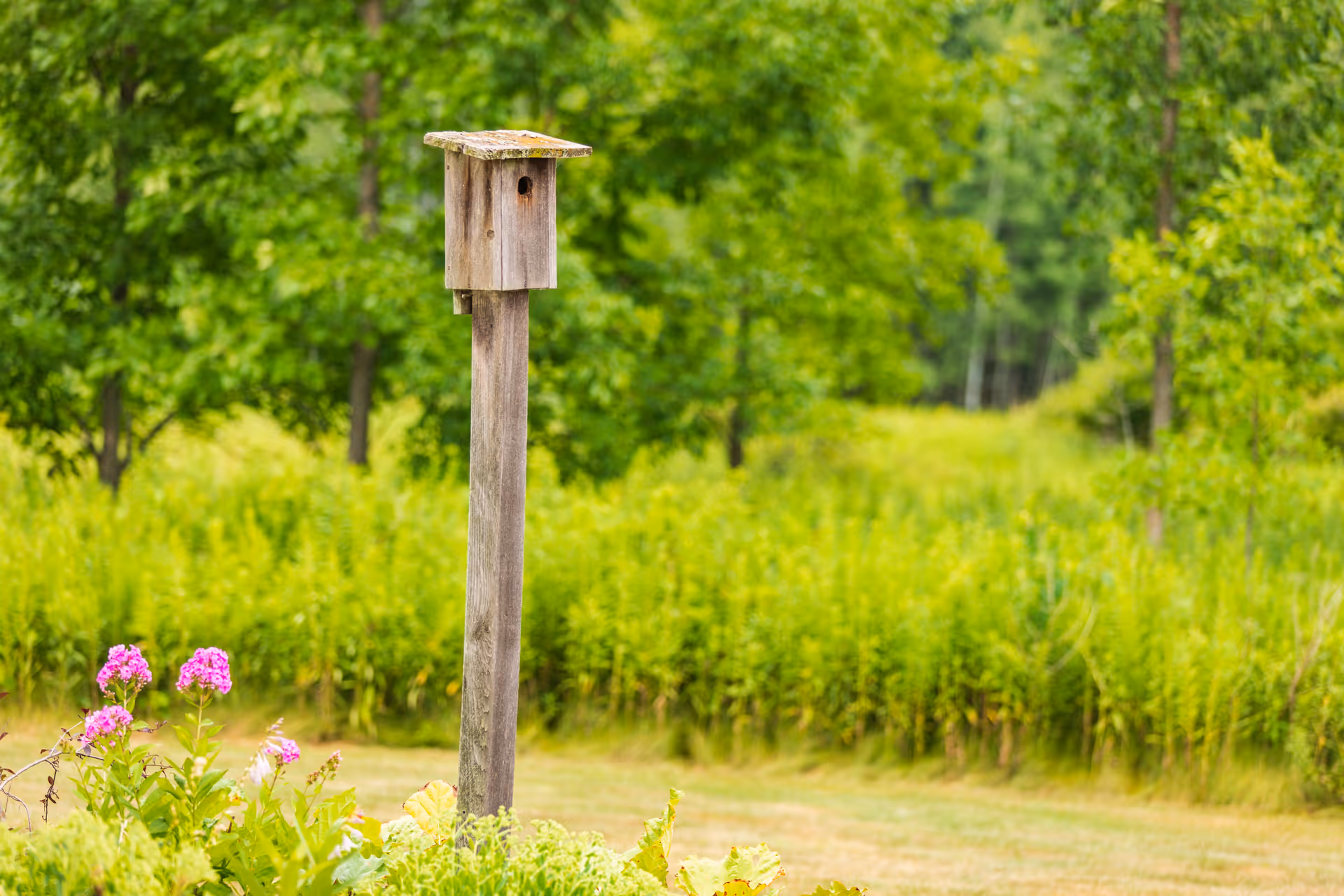 A wooden birdhouse on a post in a green yard with trees and pink flowers in the foreground.