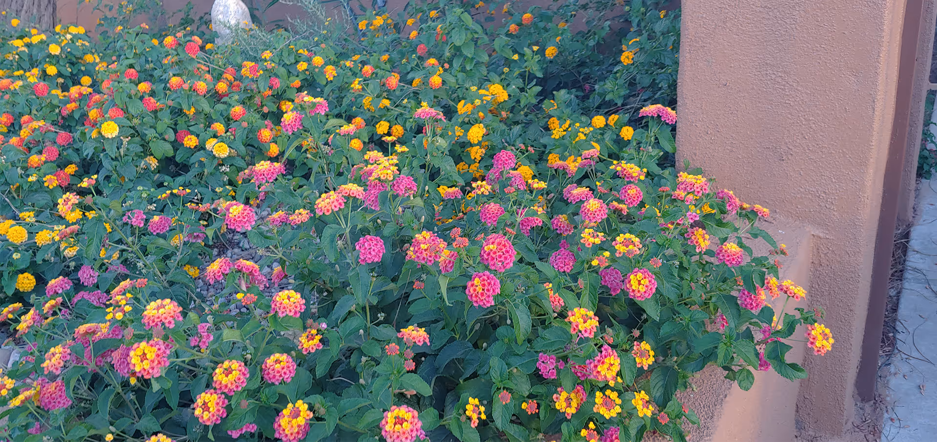 A vibrant garden bed filled with clusters of small pink, yellow, and orange flowers growing next to a beige stucco wall outdoors.