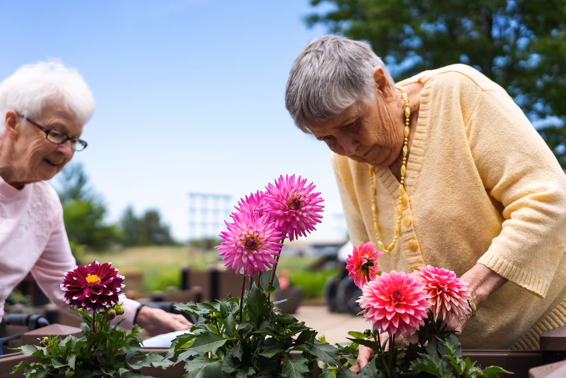 Two elderly women outdoors tending to vibrant pink flowers in a garden area with greenery and a clear blue sky in the background.