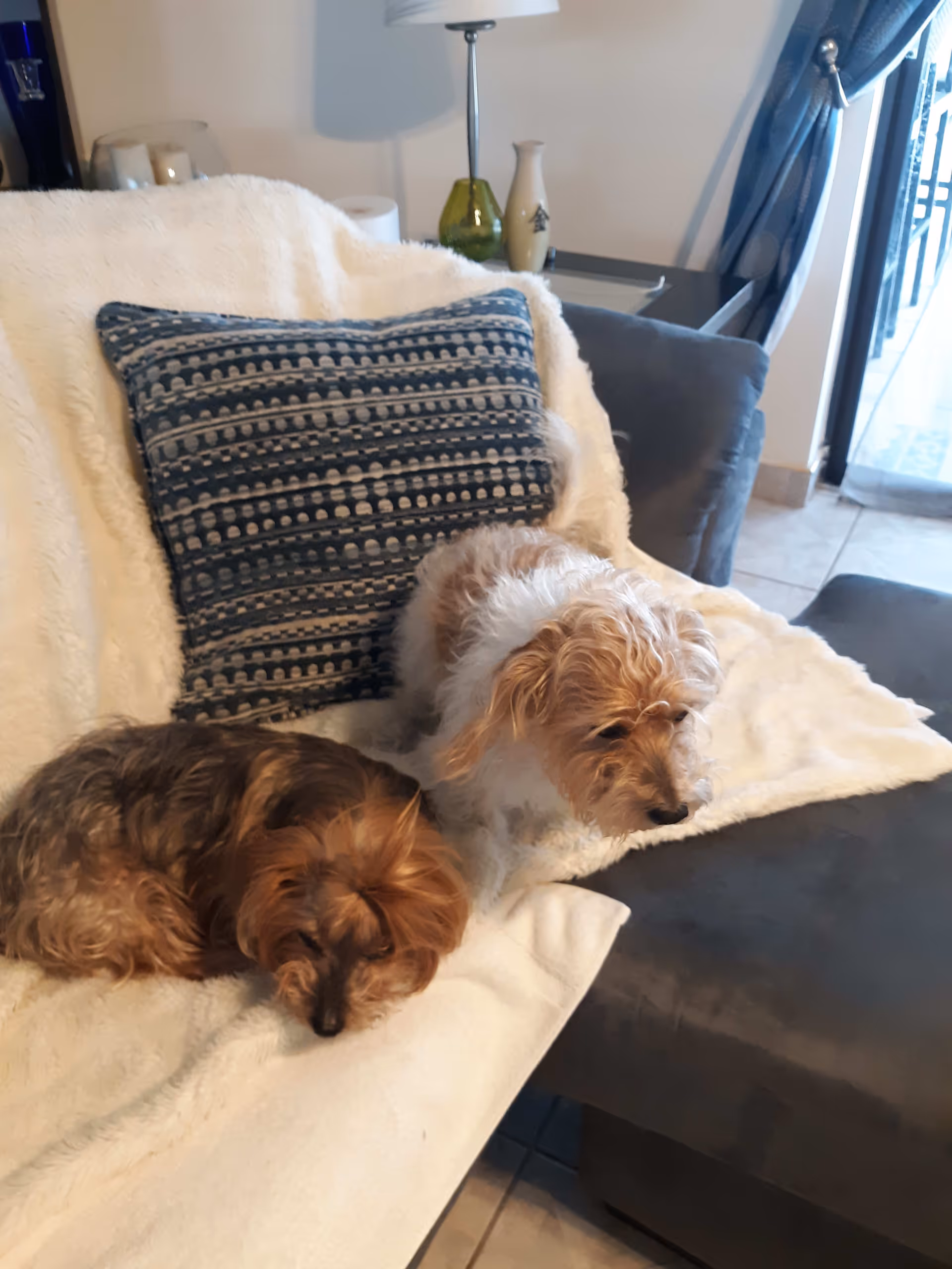 Two small dogs resting on a white blanket draped over a gray armchair in a cozy living room. A blue patterned pillow is behind the dogs, and a side table with decorative vases and a lamp is visible in the background near a window with blue curtains.