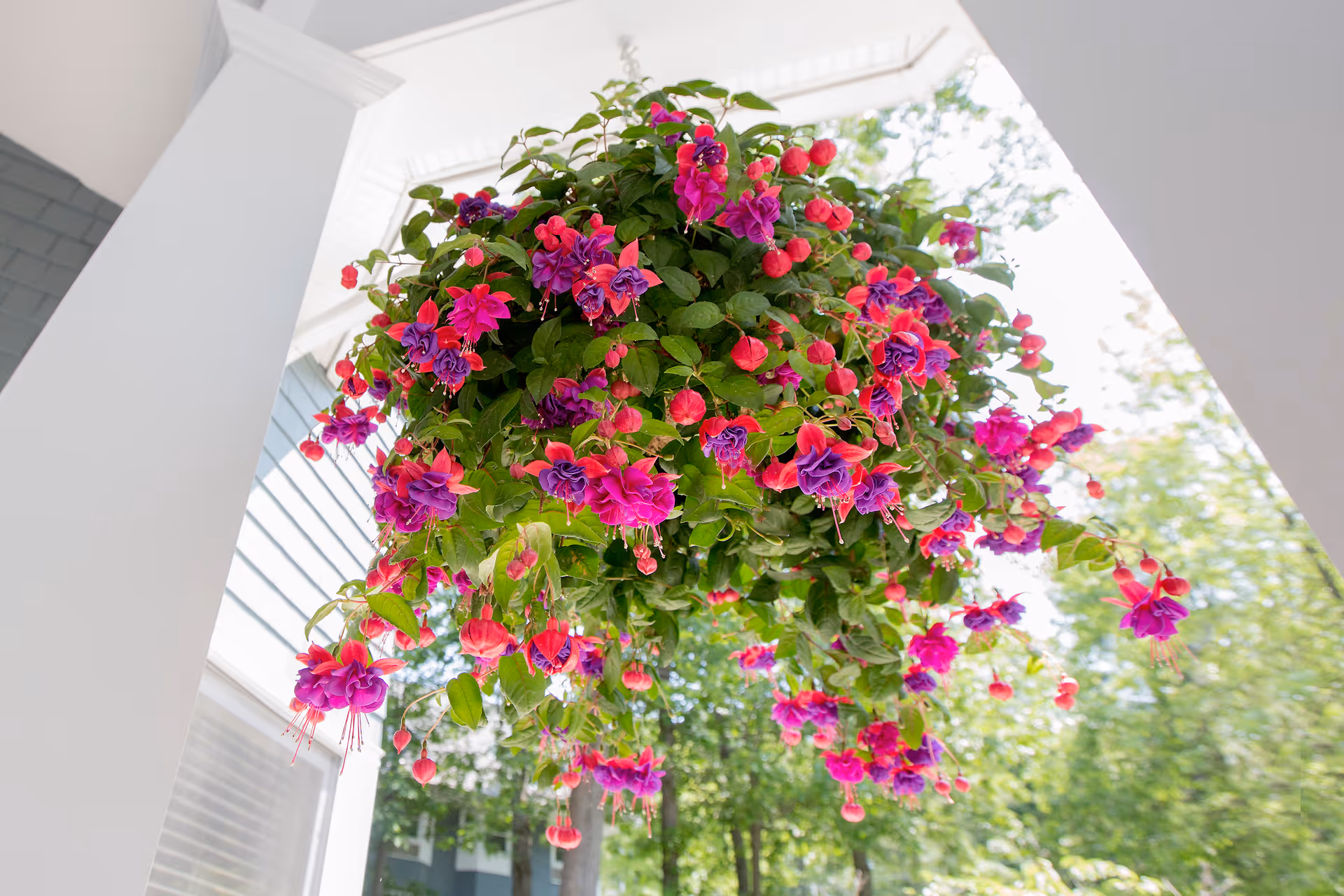 A vibrant hanging basket of pink and purple fuchsia flowers suspended from a porch with trees visible in the background.