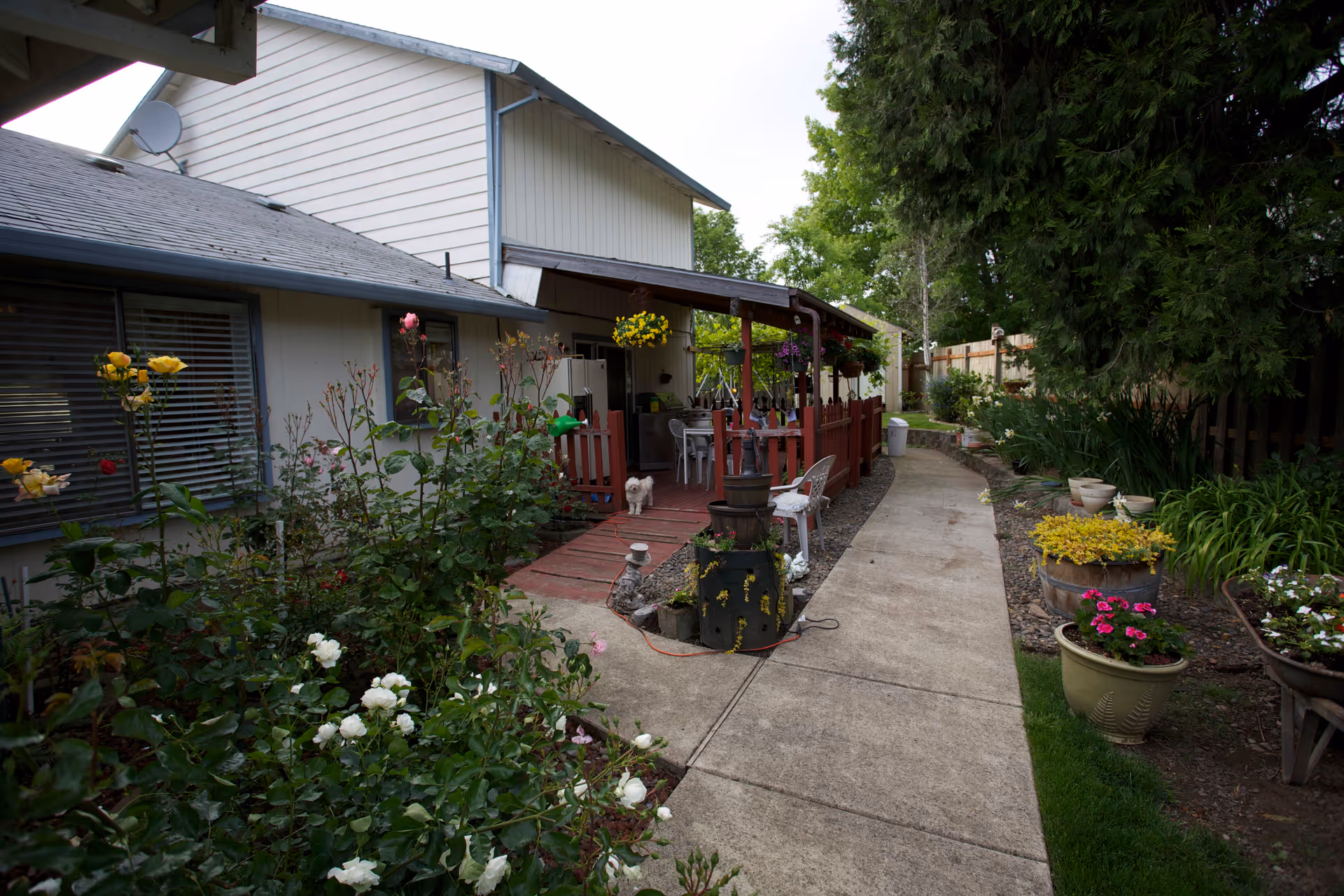 A garden pathway leading to a covered porch area attached to a white building. The porch has hanging flower baskets, a small dog standing on the wooden deck, and outdoor furniture including chairs and a table. The garden along the pathway is filled with various flowering plants and shrubs, and there are large trees on the right side providing shade.