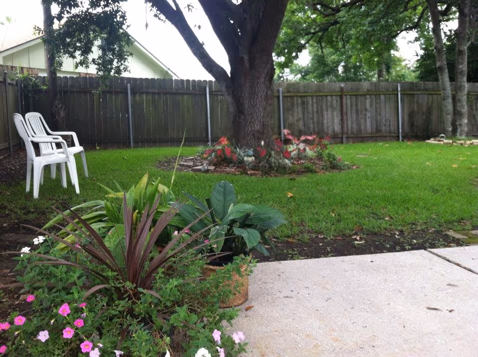 Backyard with a large tree, green lawn, potted flowers in the foreground and two white plastic chairs near a wooden fence.