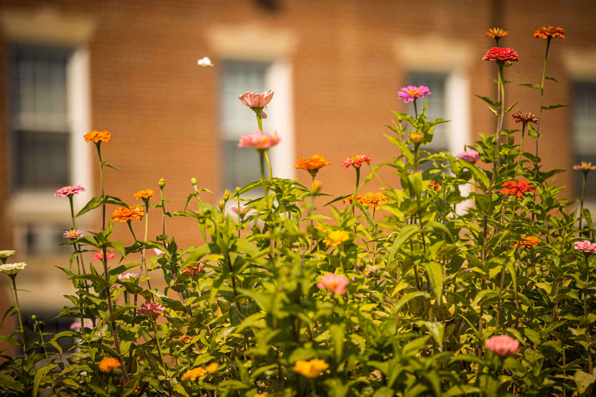 Colorful flowers in various shades of pink, orange, yellow, and red growing in a garden with a brick building and windows blurred in the background.