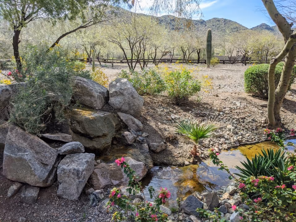 A serene outdoor garden area with rocks, a small stream, various desert plants including cacti and flowering bushes, and a backdrop of mountains under a blue sky.