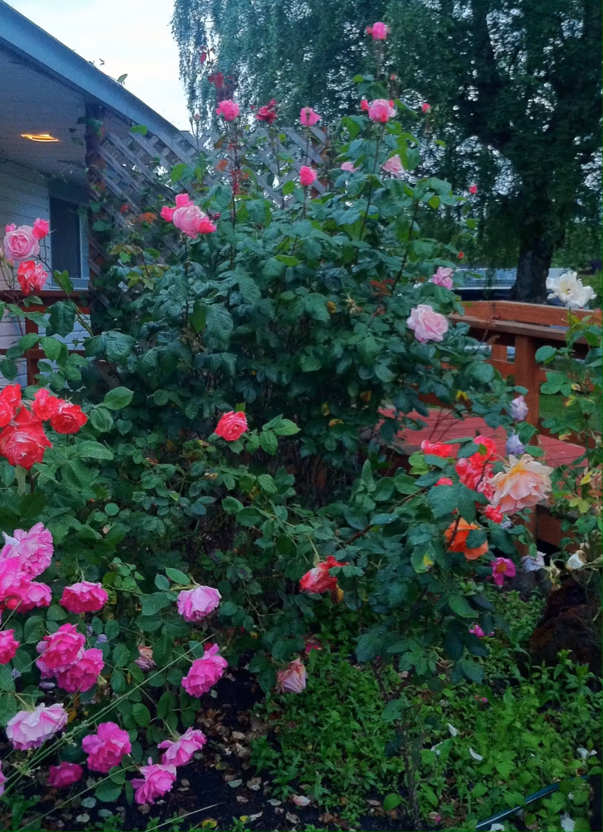 A garden area with various blooming rose bushes in shades of pink, red, and peach. There is a wooden deck railing visible in the background along with part of a building and some trees.