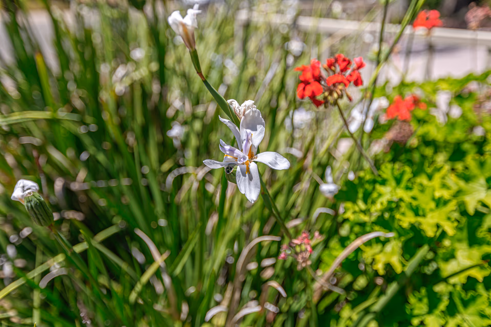 Close-up of a white flower in a garden with green foliage and red blossoms blurred in the background.