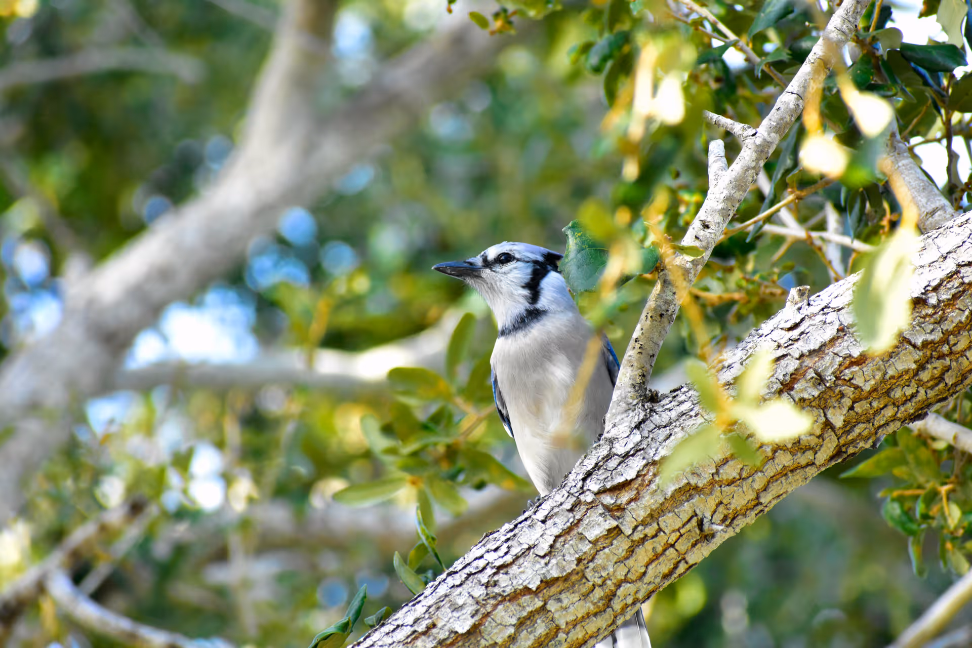 A blue jay perched on a tree branch surrounded by green leaves.