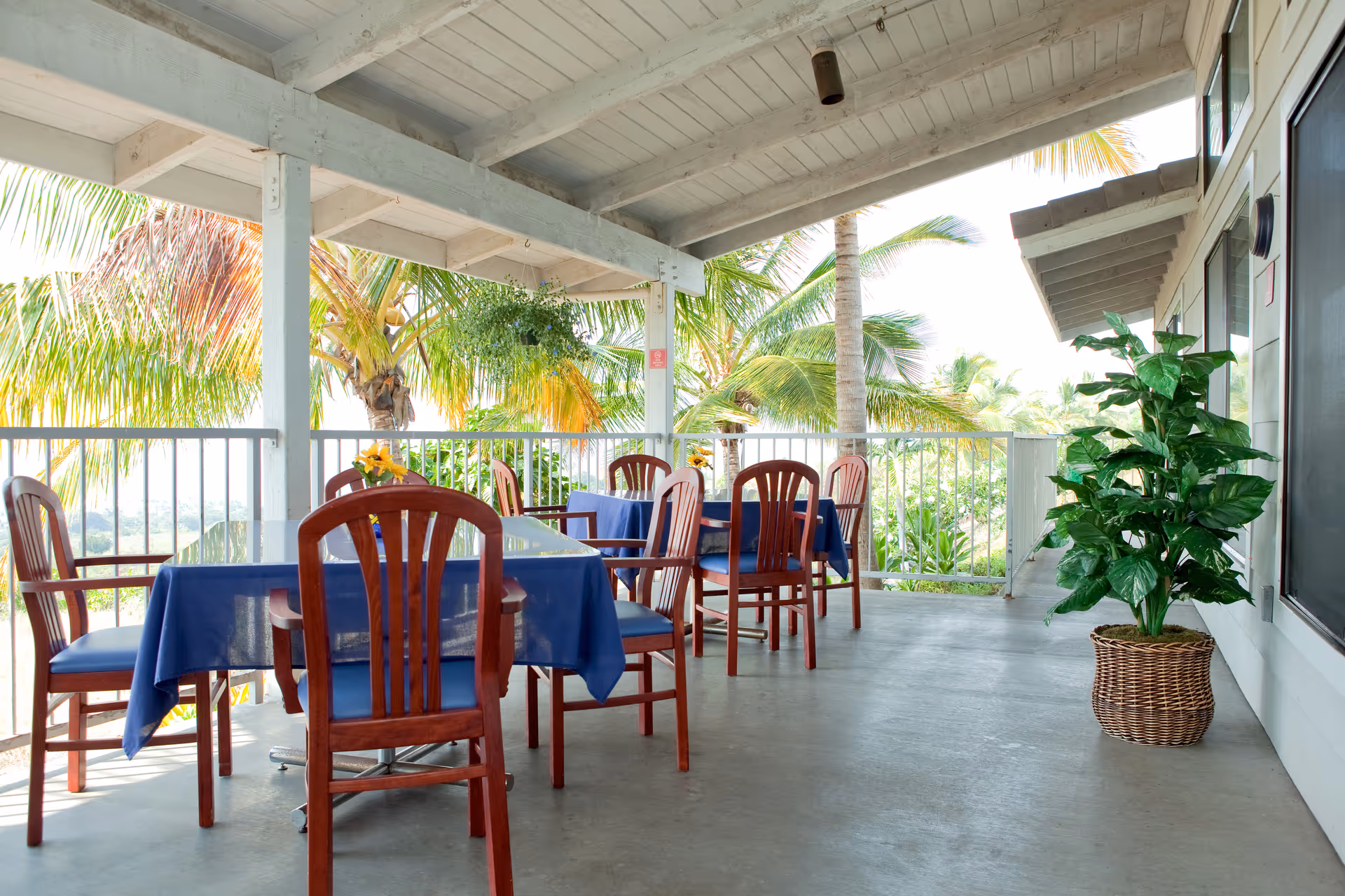 Covered outdoor patio area with several wooden tables and chairs, each table covered with a blue tablecloth. There are palm trees and lush greenery visible beyond the railing, and a large potted plant is placed near the wall on the right side.
