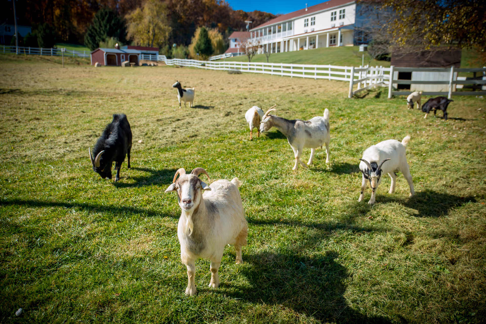 Several goats grazing in a fenced grassy pasture with a white farmhouse and outbuildings in the background.