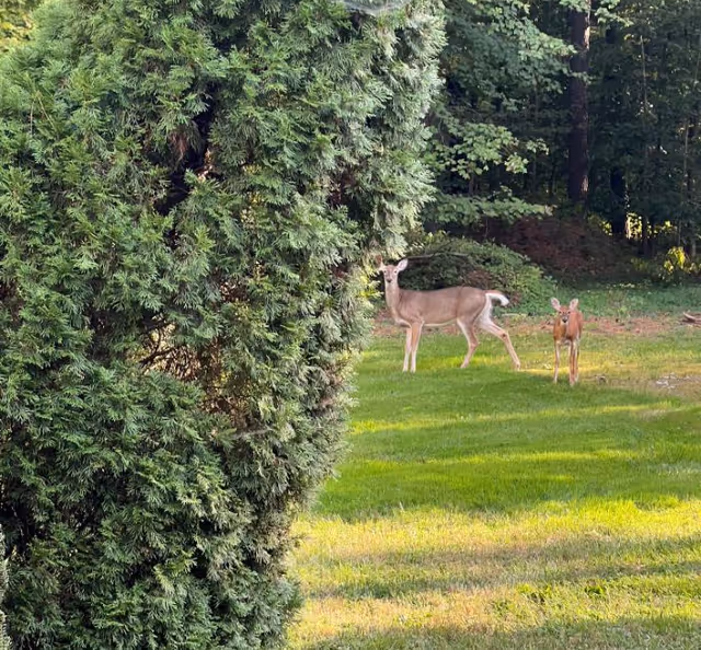 A grassy outdoor area with two deer standing near a large green bush and surrounded by trees in the background.