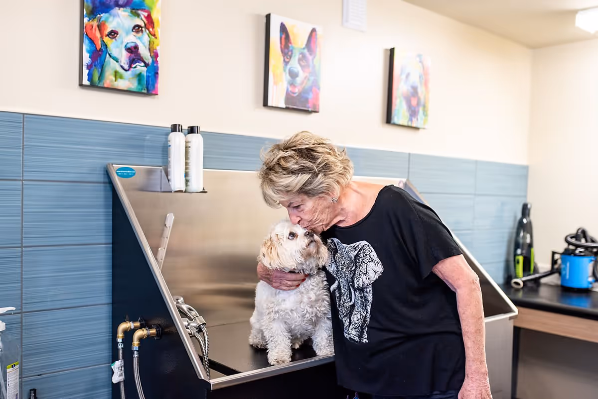 An elderly woman wearing a black shirt with an elephant design is gently kissing a small white dog on a grooming or washing station in a room with blue tiled walls and colorful dog paintings hanging above.