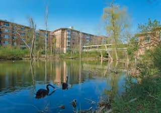 A serene outdoor scene featuring a pond with two black swans swimming, surrounded by green trees and grass. In the background, there is a multi-story brick building connected by a white pedestrian bridge.