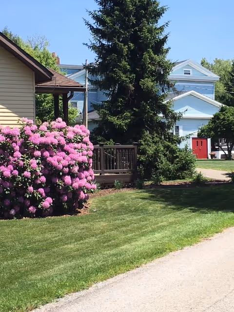 Well-maintained lawn with a large pink rhododendron, an evergreen tree, a small porch, and a light-blue building with a red door in the background.