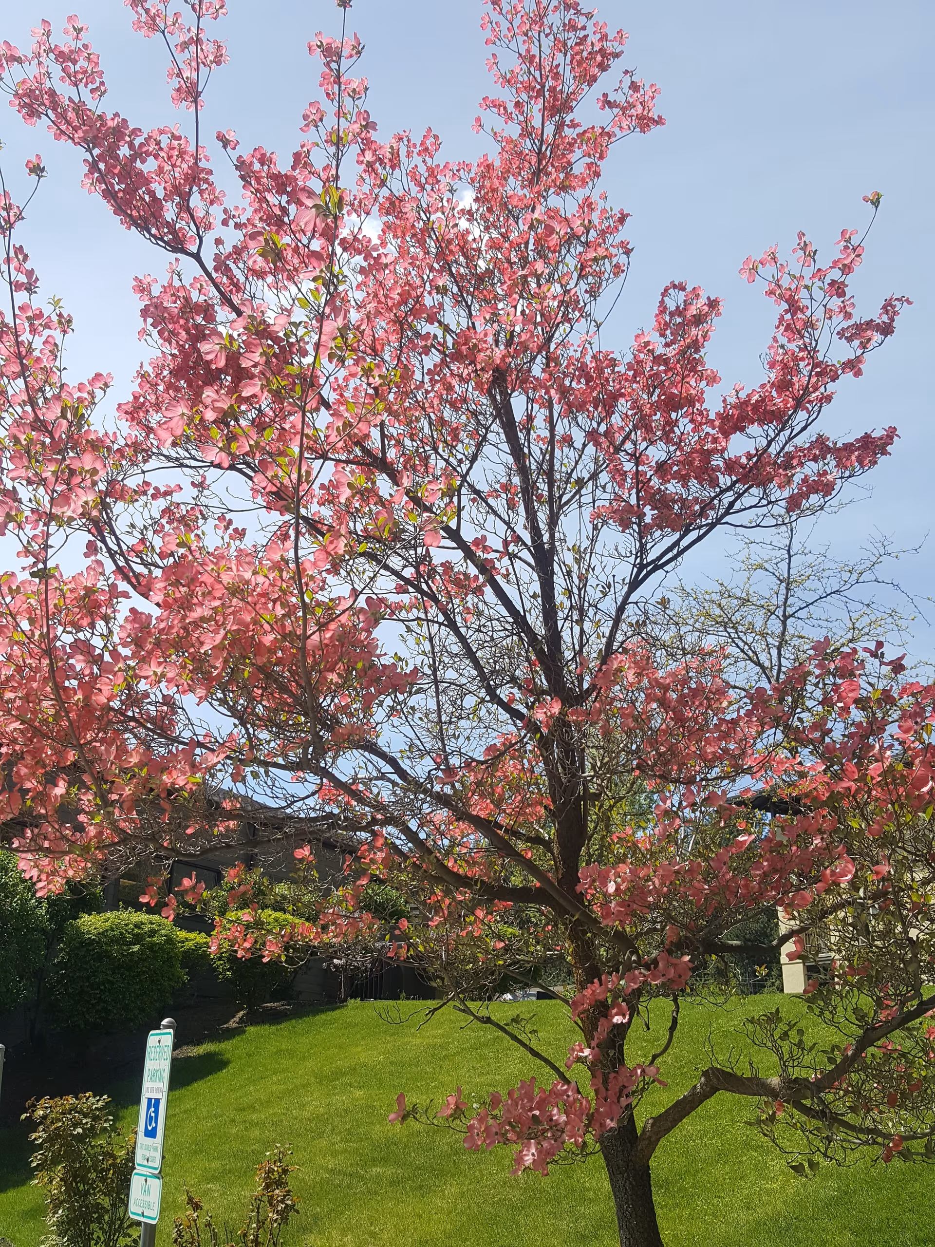 A pink-blossomed tree on a grassy lawn under a clear blue sky with a building partially visible and a handicap parking sign.
