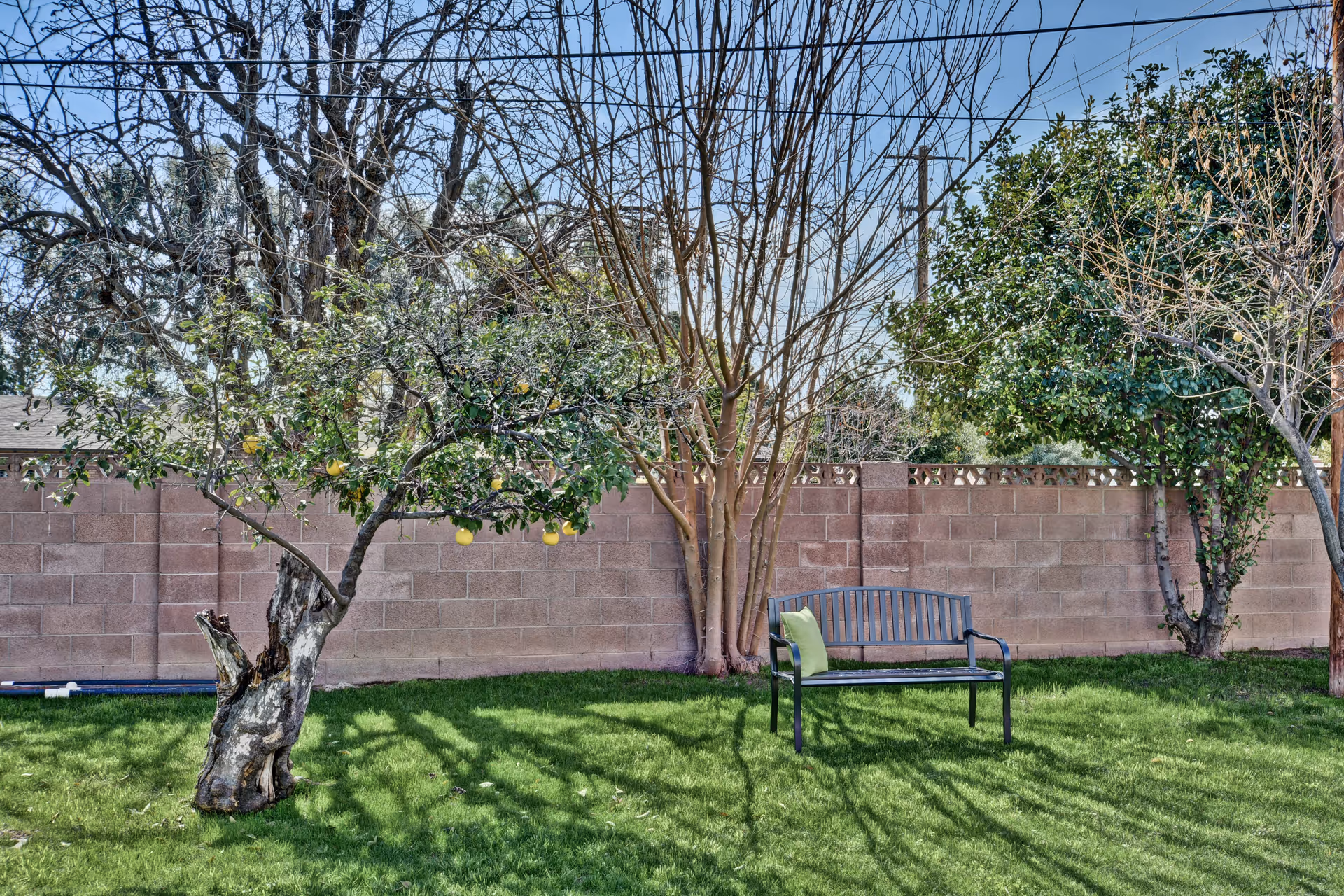A peaceful outdoor garden area with green grass, a few trees including one with yellow fruit, and a black metal bench with a green cushion placed on the grass near a brick wall fence.