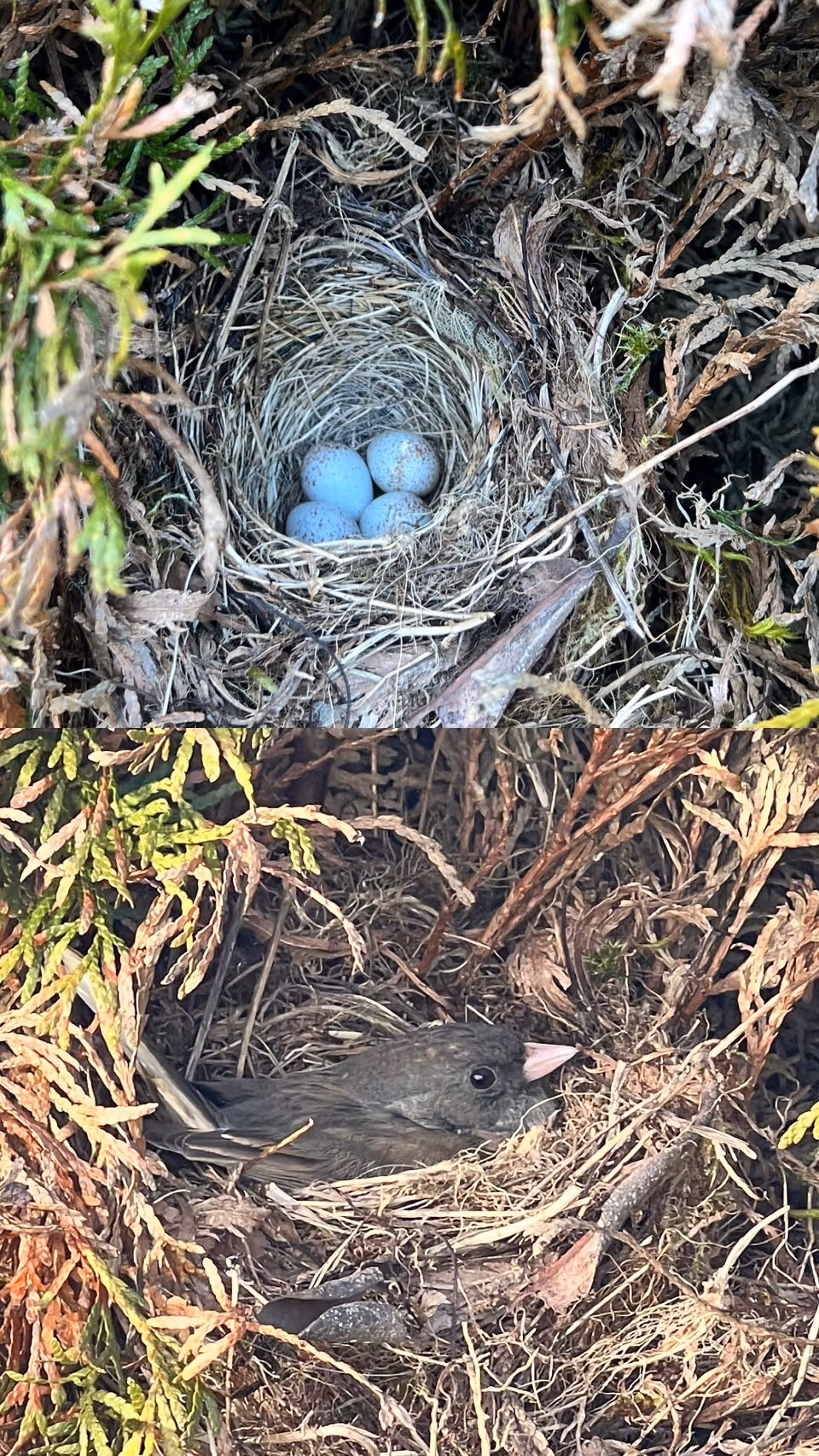 Two images showing a bird's nest made of twigs and dried leaves. The top image shows the nest with four small, speckled blue eggs inside. The bottom image shows a small dark-colored bird with a pale beak sitting in the same nest surrounded by dried foliage.