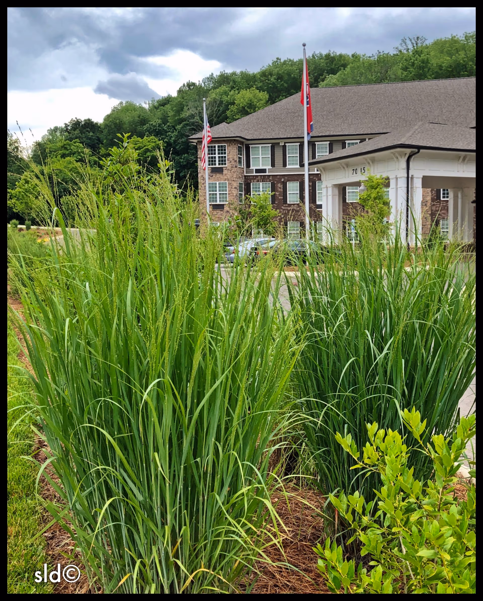 View of the entrance to a senior living facility with tall green ornamental grasses and shrubs in the foreground, a brick building with multiple windows in the background, and two flagpoles flying the American flag and another flag under a cloudy sky.