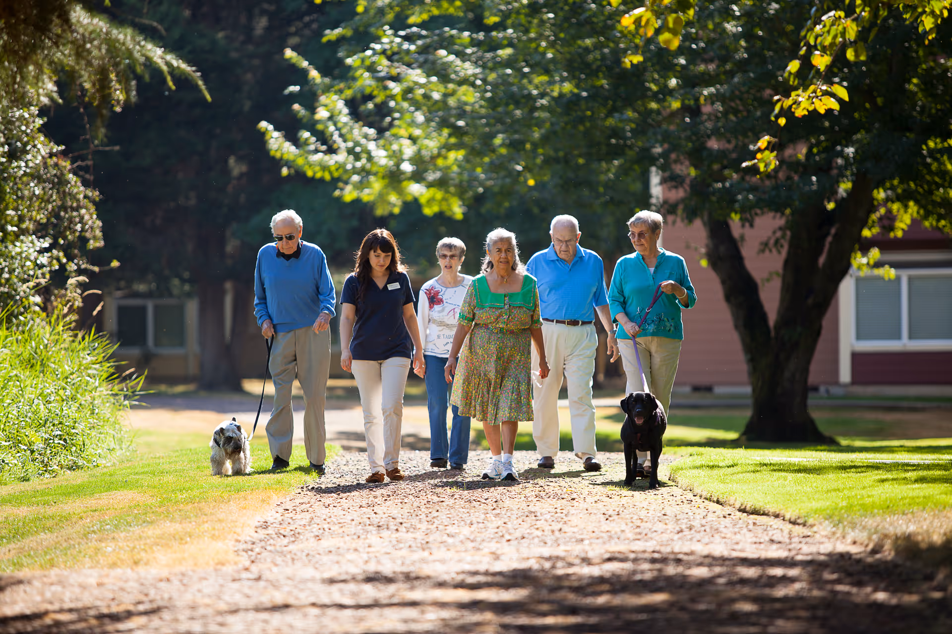A group of five elderly people and one caregiver walking outdoors on a sunny day along a gravel path, with two dogs on leashes. They are surrounded by green grass and trees, with a building visible in the background.