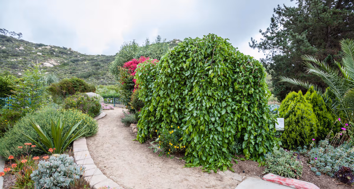 Winding garden path surrounded by dense green shrubs, flowering plants, and hills in the background.