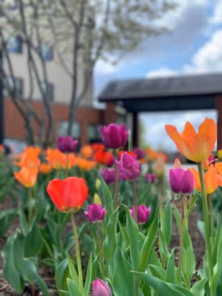 Close-up view of a flower bed with vibrant orange, red, and purple tulips in bloom, with a building and a covered walkway in the background under a partly cloudy sky.