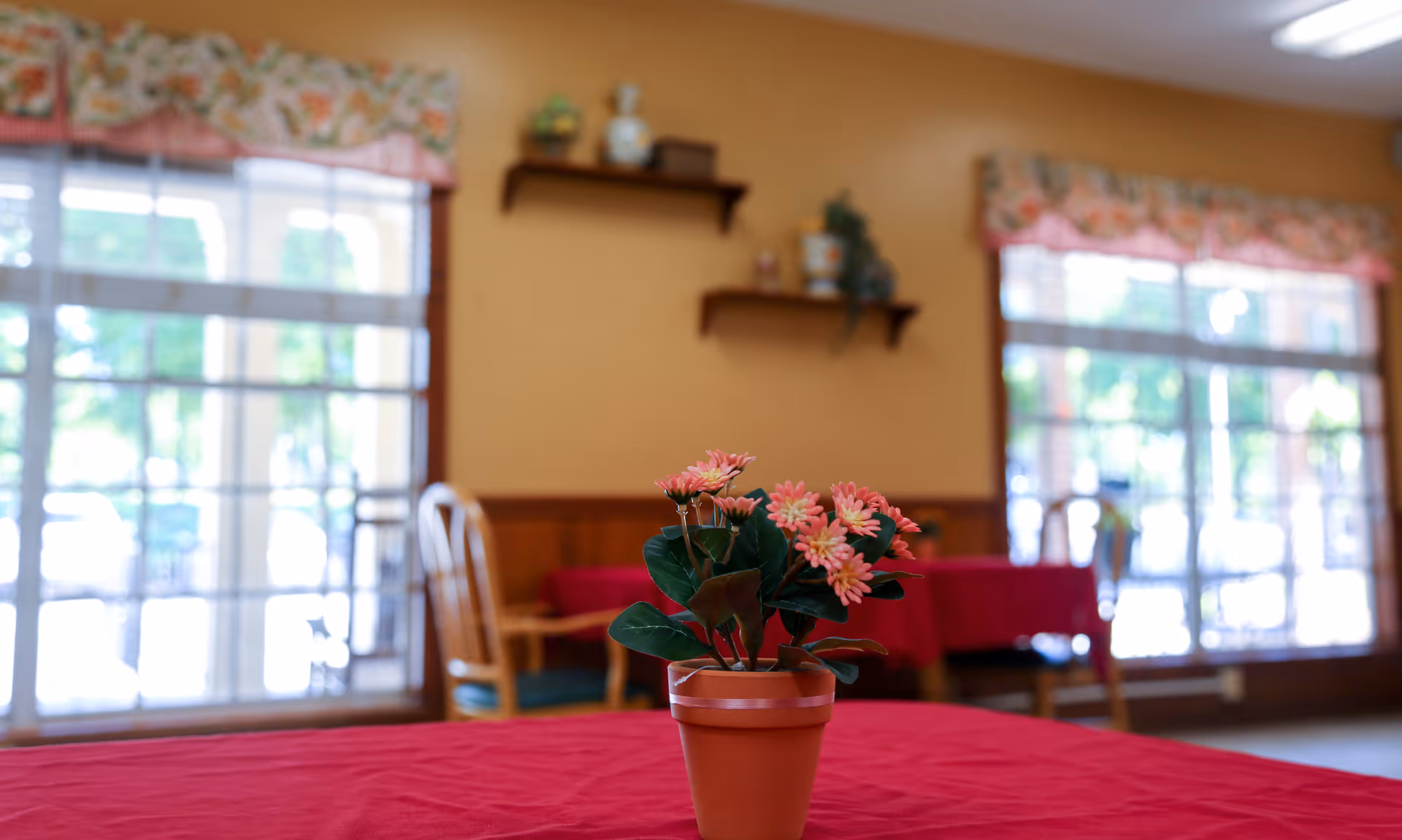 A small potted plant with pink flowers sits on a table covered with a red tablecloth in a room with large windows. The windows have floral valances, and there are wooden chairs and shelves with decorative items on the beige walls in the background.