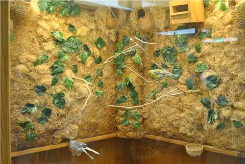 Indoor plant terrarium with vine-covered wall, branches, and a wooden bench.