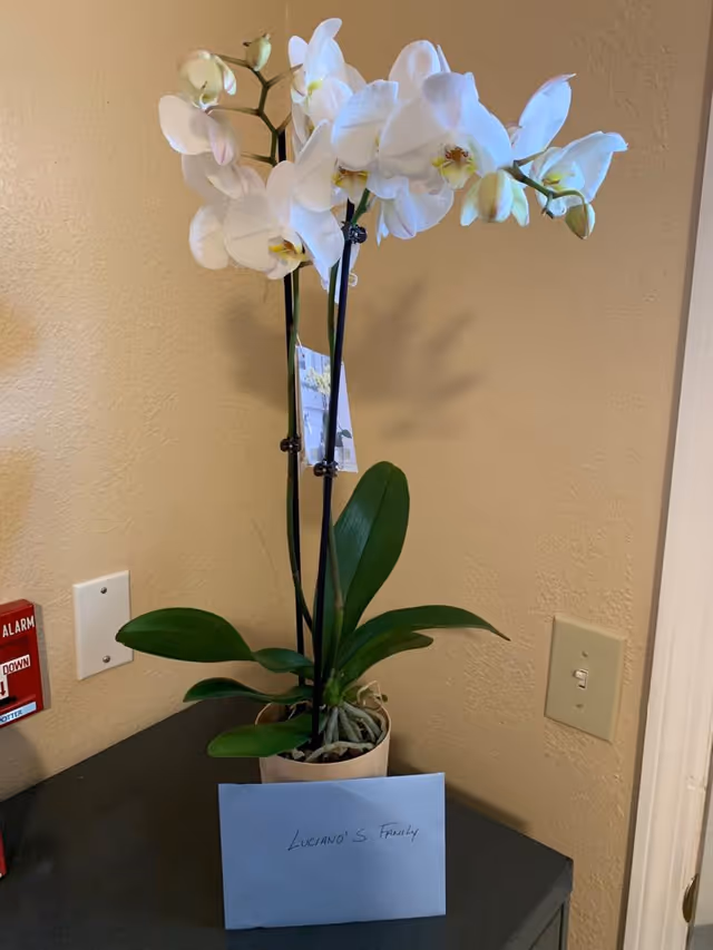 A white orchid plant in a pot placed on a dark surface against a beige wall. There is a blue envelope labeled 'Luciano's Family' in front of the plant. A fire alarm pull station and a light switch are visible on the wall nearby.