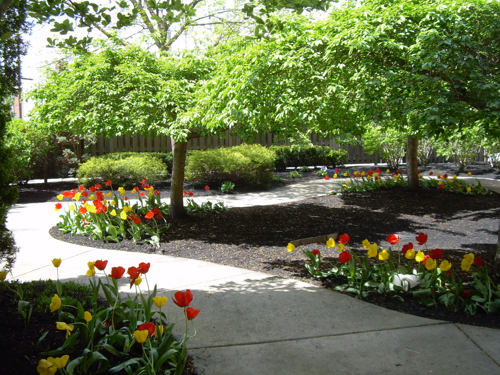 A garden area with a concrete pathway winding through flower beds filled with red and yellow tulips. There are green leafy trees providing shade and bushes along the wooden fence in the background.