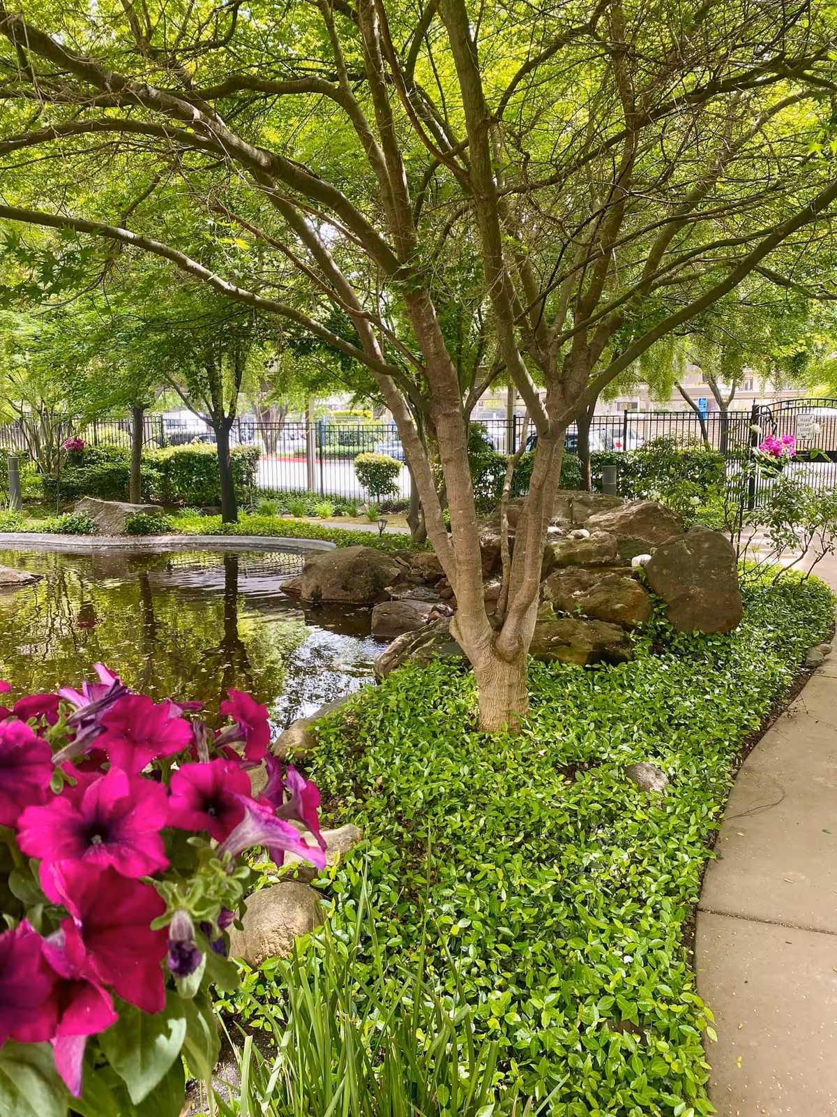 A peaceful outdoor garden area with a small pond surrounded by rocks, lush green plants, and trees. Bright pink flowers are visible in the foreground, and a paved walkway runs along the right side. A black metal fence and some buildings can be seen in the background.