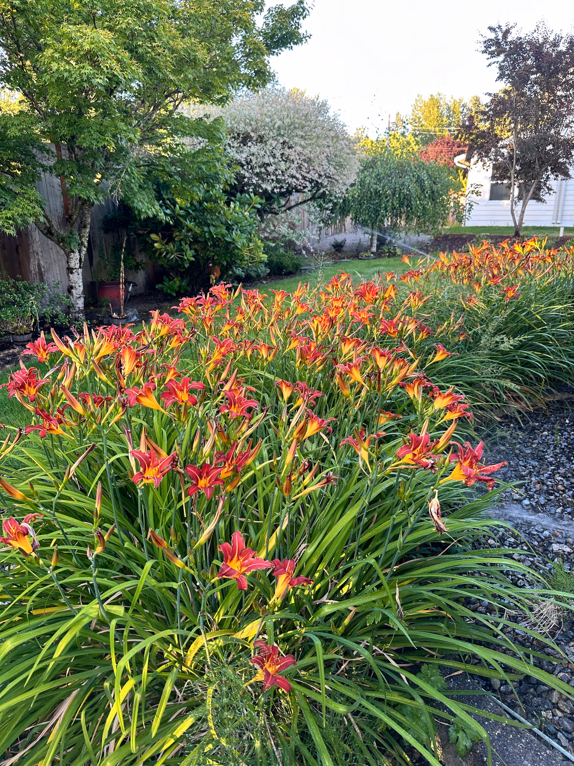 A garden area with vibrant orange and yellow daylilies in full bloom, surrounded by green grass, trees, and shrubs. In the background, there is a white building partially visible with a window and a tree with dark red leaves.