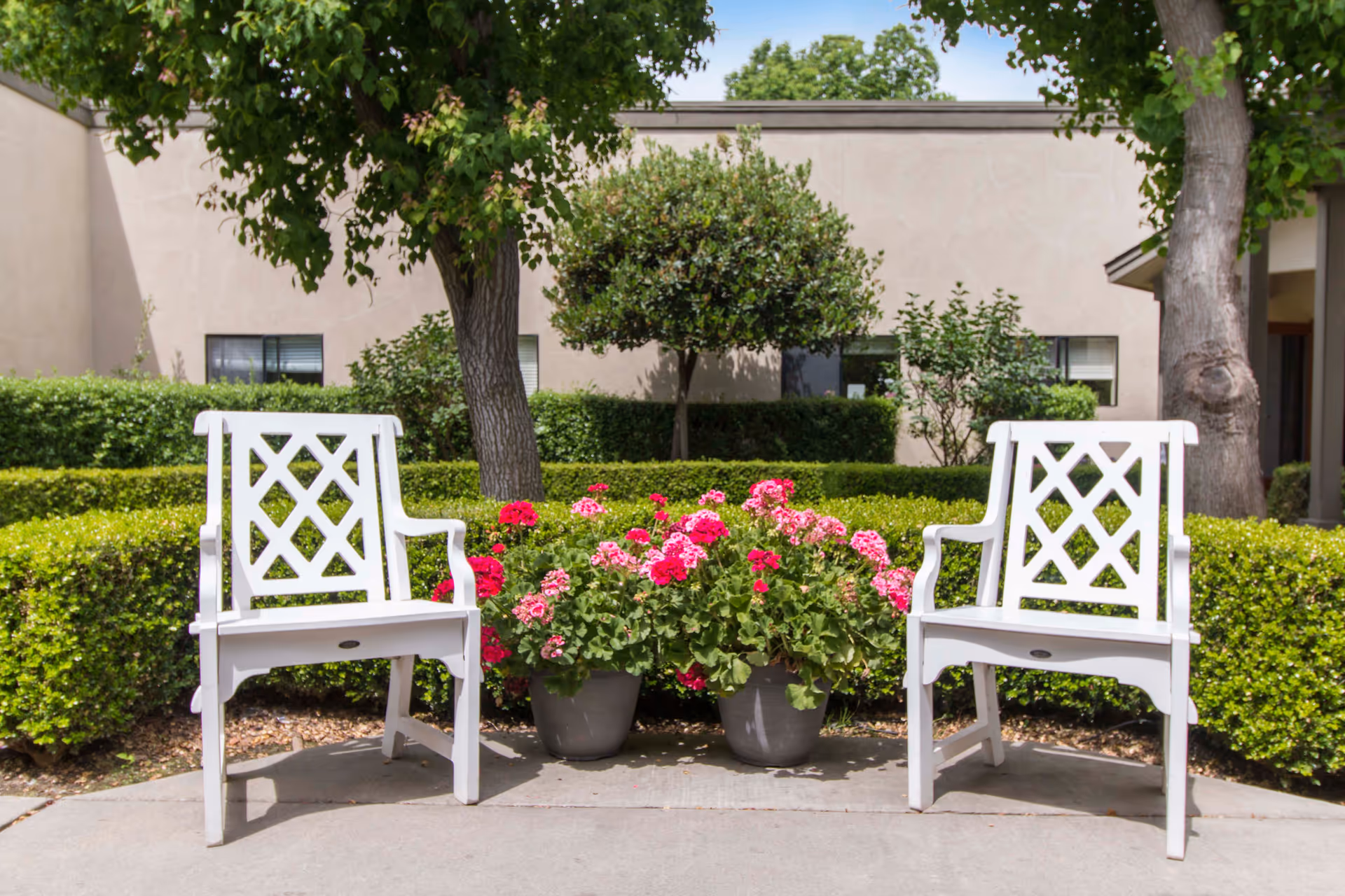 Two white wooden chairs with lattice backs placed on a concrete patio in front of green bushes and pink flowering plants in pots, with trees and a beige building in the background.