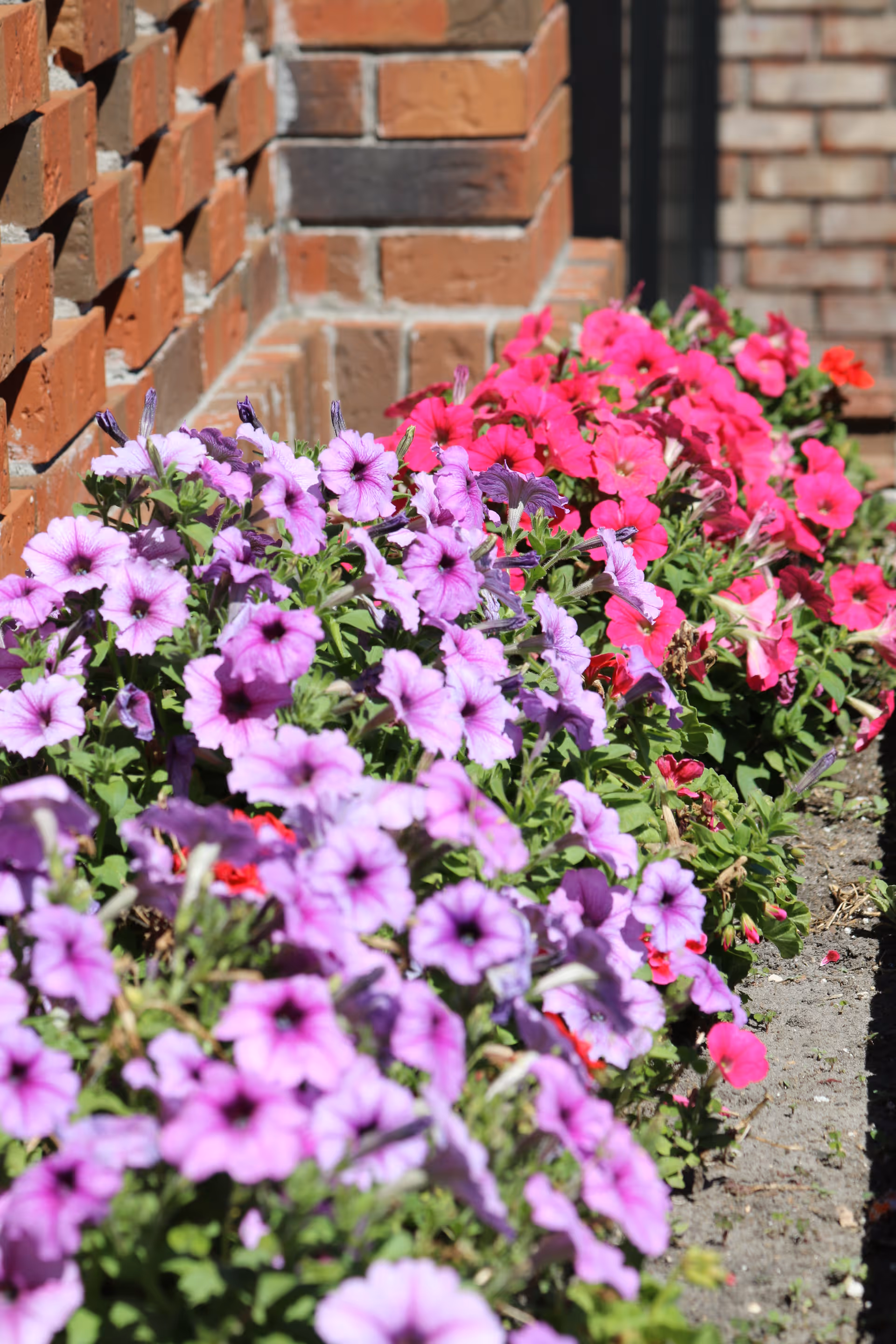 A garden bed with blooming purple and pink petunias growing alongside a brick wall in bright sunlight.