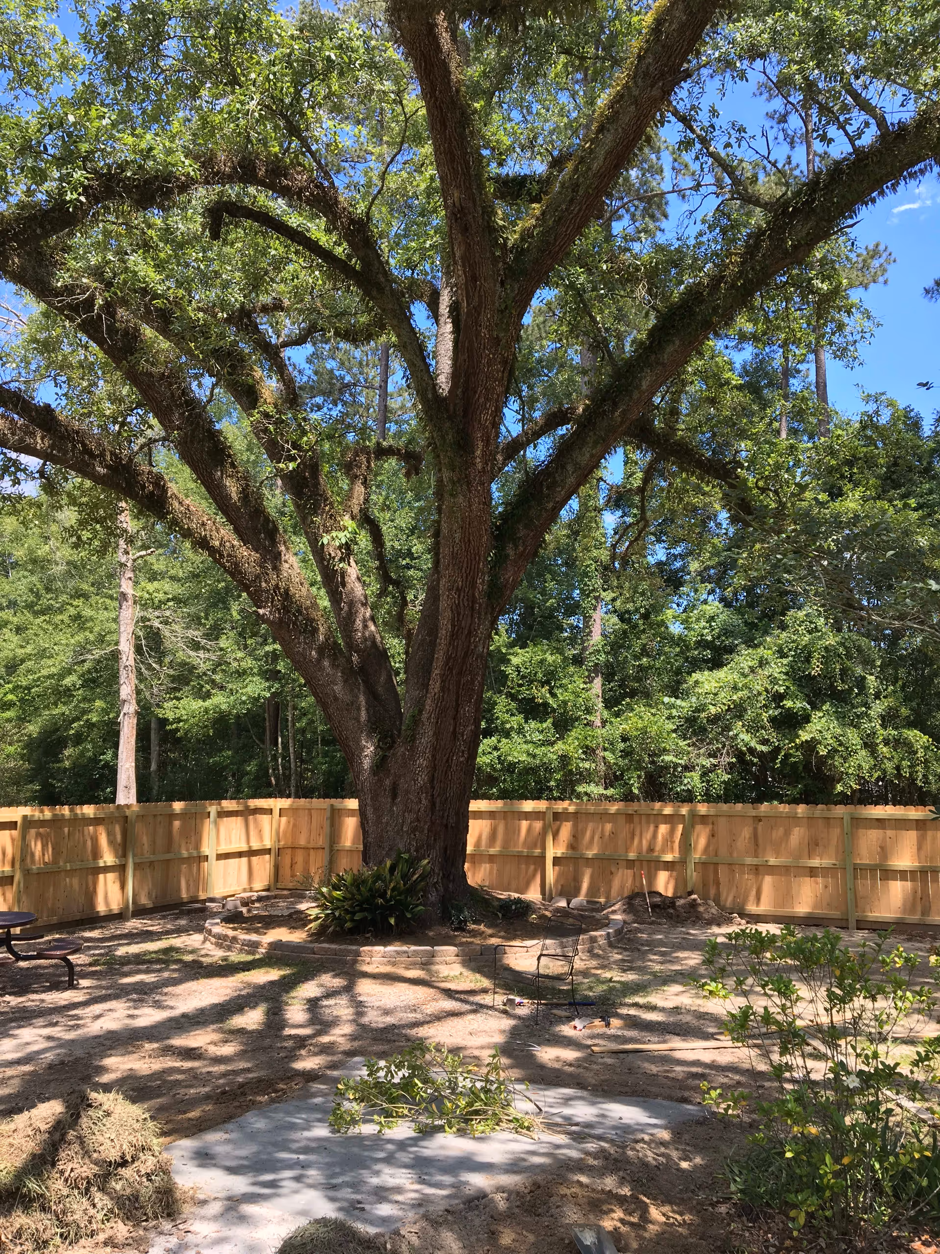 A large tree with sprawling branches in the center of a fenced outdoor area with a wooden fence surrounding it. There are some plants and garden beds around the base of the tree, and shadows of the branches are cast on the ground. The sky is clear and blue.
