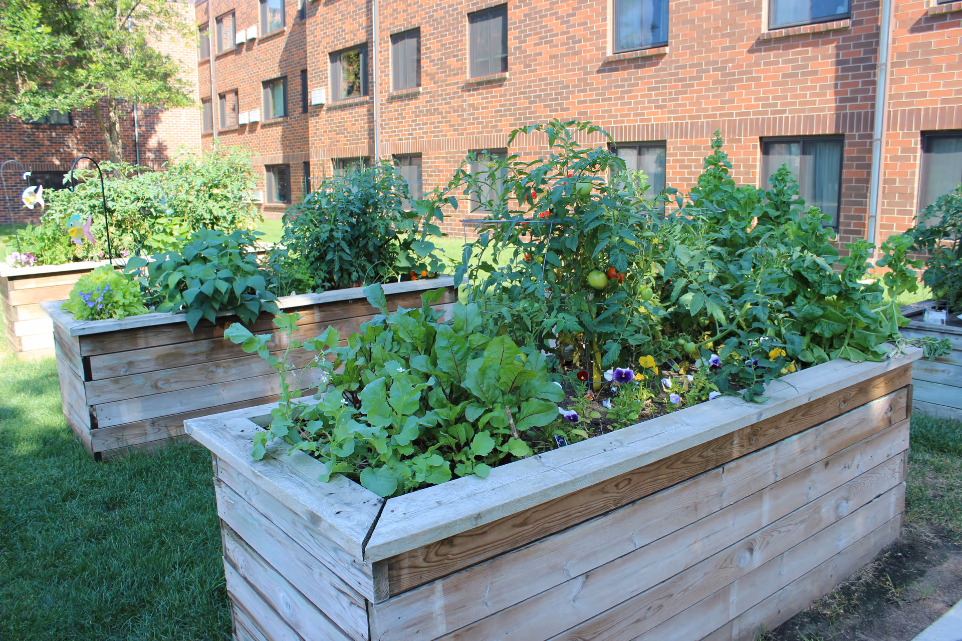 Raised wooden garden beds filled with various green plants and vegetables, situated on a grassy area in front of a brick building with multiple windows.
