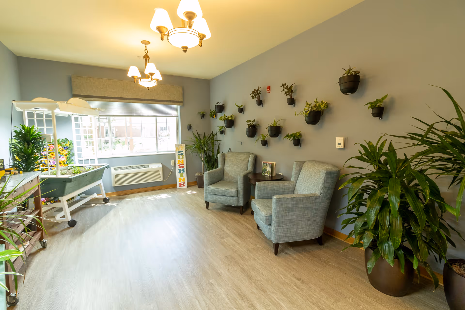 A bright room with light wood flooring and gray walls decorated with multiple small potted plants mounted on the wall. Two gray upholstered armchairs are placed next to a small round table with a framed photo. Large windows let in natural light, and there are several large potted plants around the room. A gardening station with plants and flowers is visible near the window. The ceiling has two chandeliers with warm lighting.
