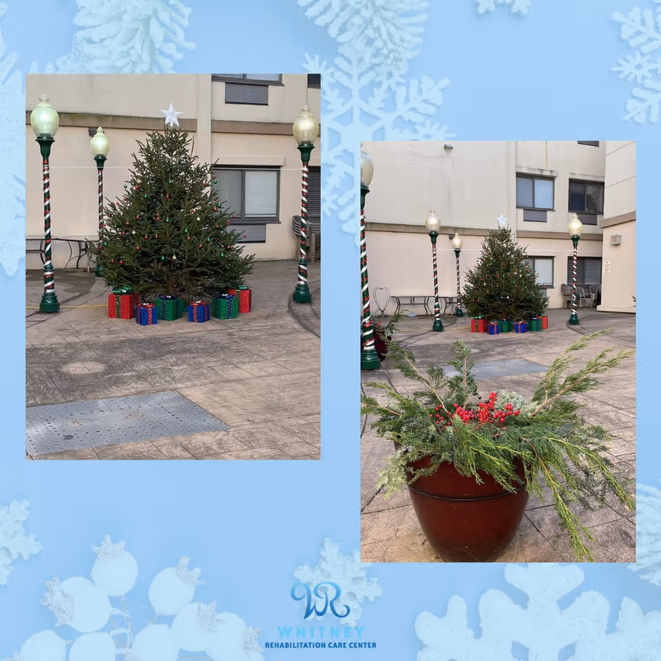 Two images showing an outdoor courtyard area decorated for the holidays at Whitney Rehabilitation Care Center. The left image features a decorated Christmas tree with a star on top, surrounded by wrapped gift boxes and four lamp posts wrapped in red, white, and green ribbons. The right image shows the same Christmas tree and lamp posts in the background, with a large planter filled with evergreen branches and red berries in the foreground. The courtyard is paved and bordered by the building walls.