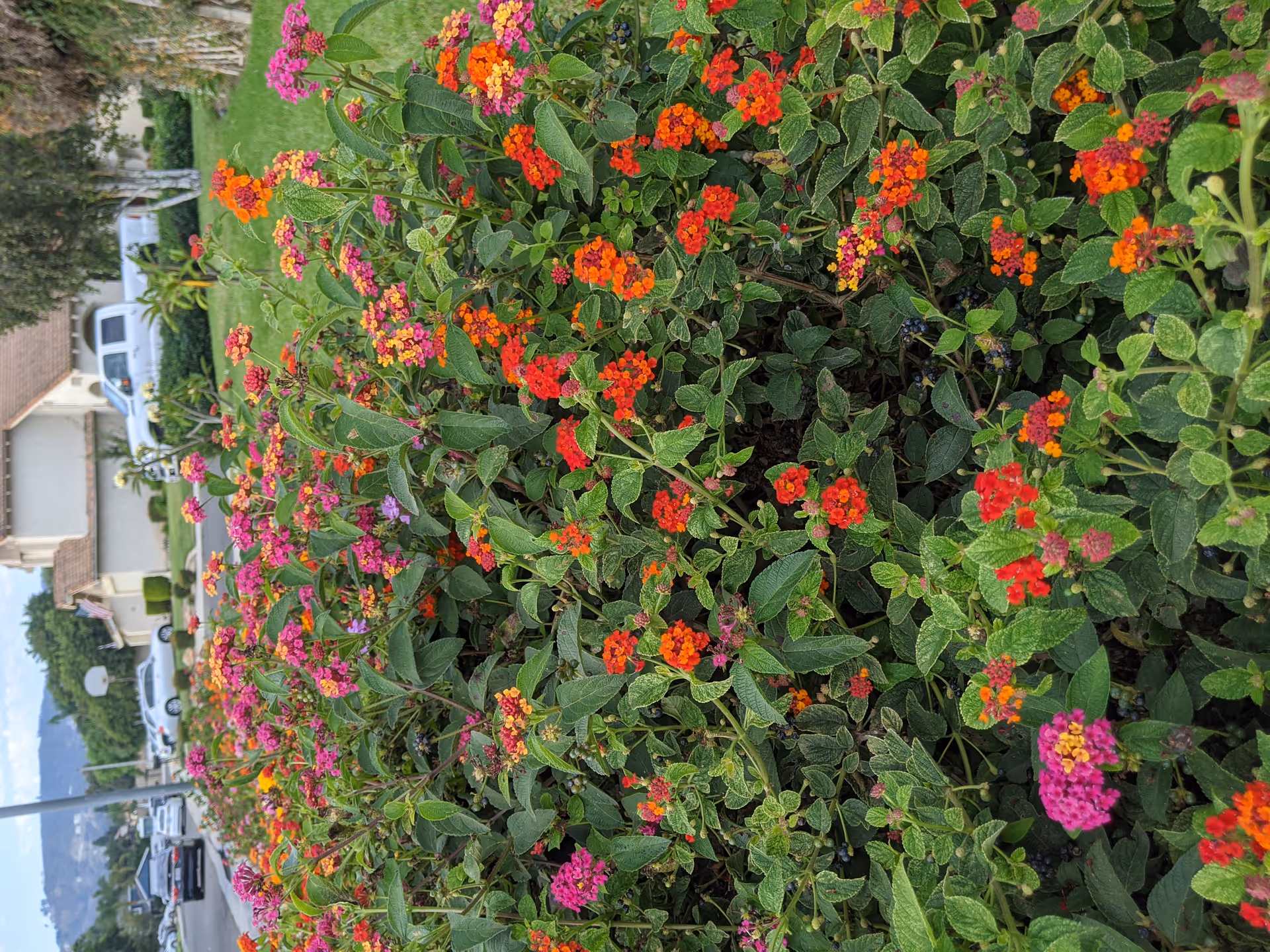 A colorful flower bed with vibrant red, orange, pink, and purple flowers along a sidewalk in a residential neighborhood. Houses, parked cars, and a basketball hoop are visible in the background under a partly cloudy sky.