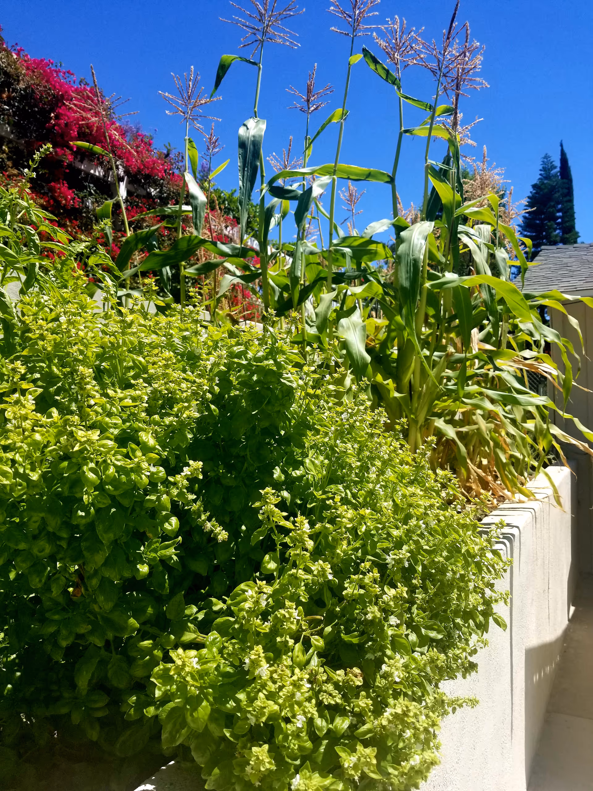 Raised concrete planter filled with leafy green herbs and tall corn stalks under a clear blue sky.