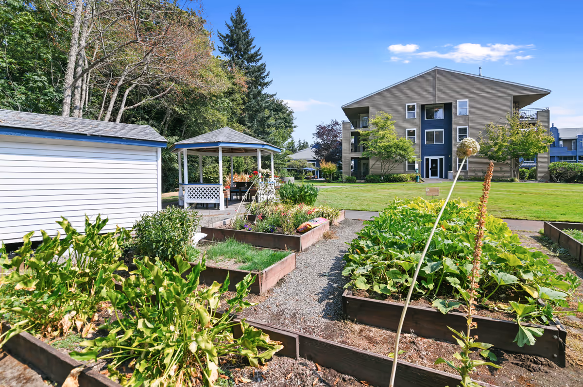 Raised garden beds and a small gazebo on a grassy courtyard with a multi-story residential building in the background.