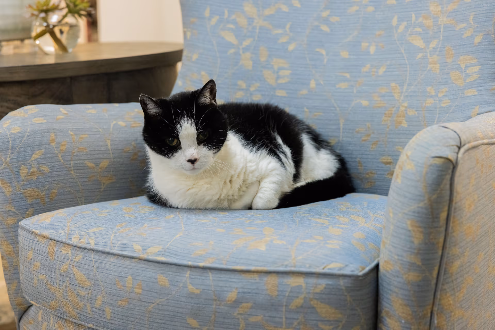 A black and white cat resting on a light blue armchair with a subtle leaf pattern. In the background, there is a round wooden table with a small plant on it.