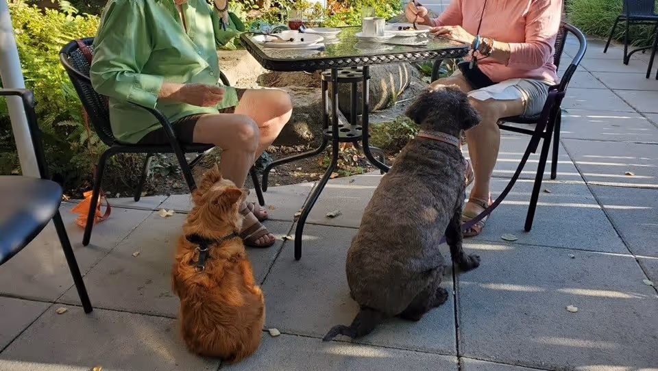 Two people sitting at a round outdoor table with plates and cups, accompanied by two dogs sitting on the ground near them on a paved patio surrounded by greenery.